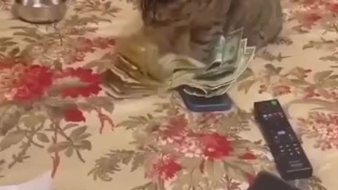Cat Counting TikTok Earnings