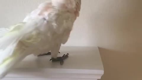 Parrot Jumping practice