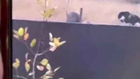 Too many evelwitnesses, Lots of live footage