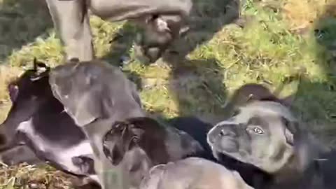 Dad Running From Responsibility