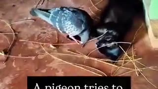 A pigeon tries to build a nest for a pregnant cat