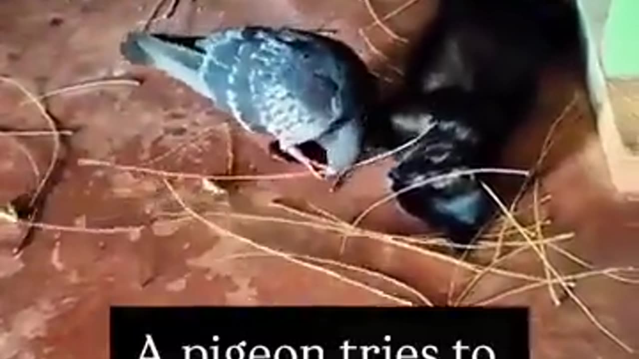 A pigeon tries to build a nest for a pregnant cat
