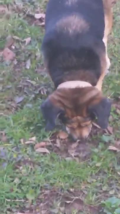 Bella turns 19 my beagle