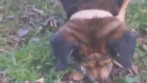 Bella turns 19 my beagle