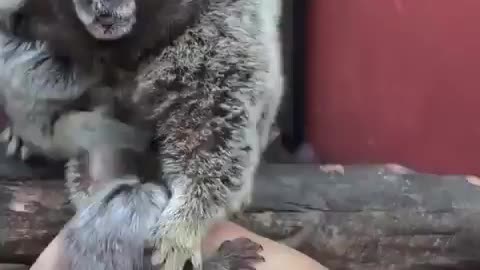 Returning The Babies