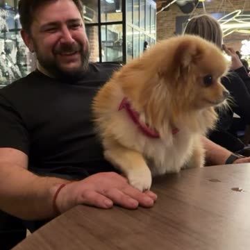 Gastoz - Milos - Lilica