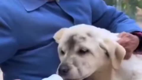 Dogs are better than fake people 🐶