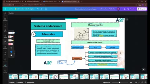 AULA 20 REGULAR 2025 - 1 | Semana 12 | Anatomía