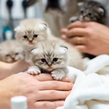 Innocent cat and her babies trapped in the flood