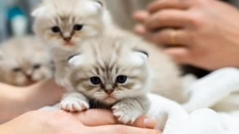 Innocent cat and her babies trapped in the flood