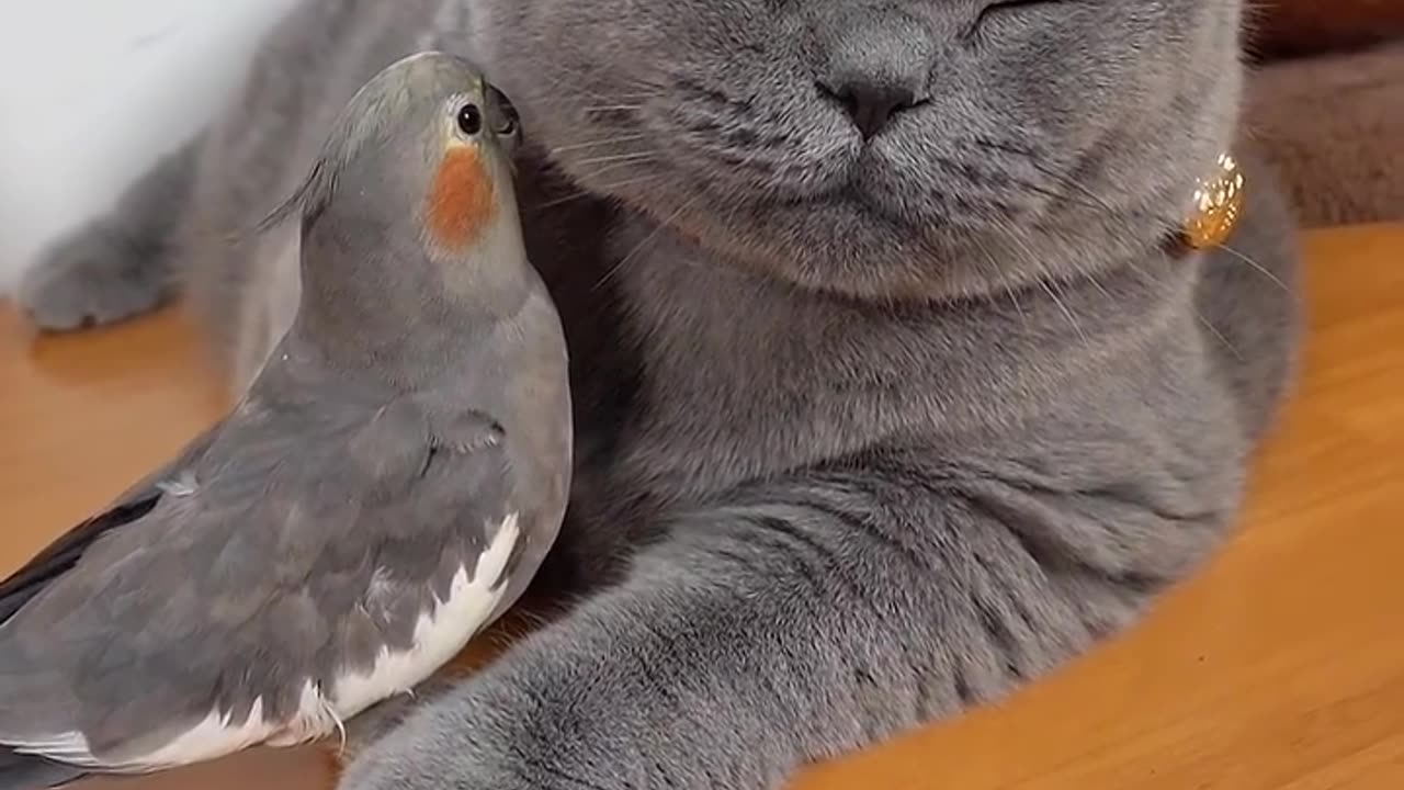 Unlikely Friends: Cat and Parrot Playtime 🐾🦜