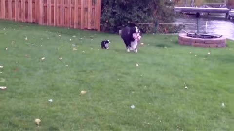 “When Pets Act Like Humans 🐶🐱 | Hilarious Dog & Cat Moments”
