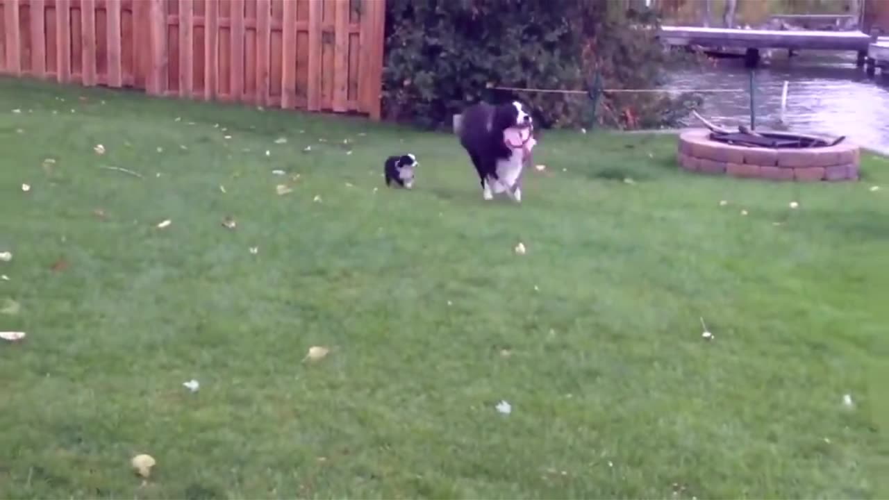 “When Pets Act Like Humans 🐶🐱 | Hilarious Dog & Cat Moments”