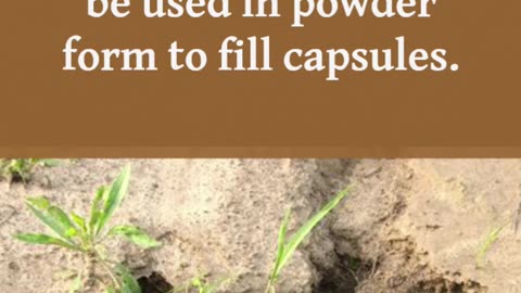 1 Minute to Learn Why Rhodiola Is a Game-Changer!