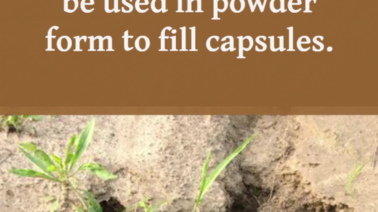 1 Minute to Learn Why Rhodiola Is a Game-Changer!