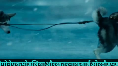 Dogs Surviving Best Movie