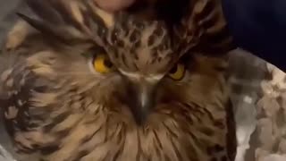 Owl Core