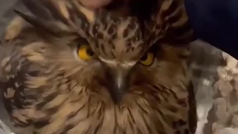 Owl Core