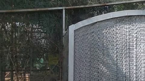 Chandigarh Brid park , animal, nature