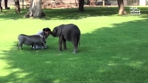 funny-pet-videos----30-minutes-of-adorable-wild-animals