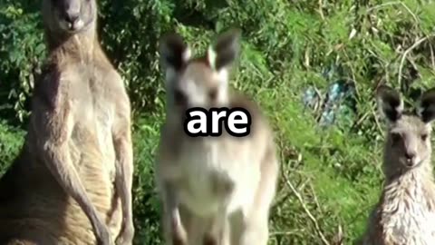 😊🦘😍 Quokka The Happiest Animal in the World 😊