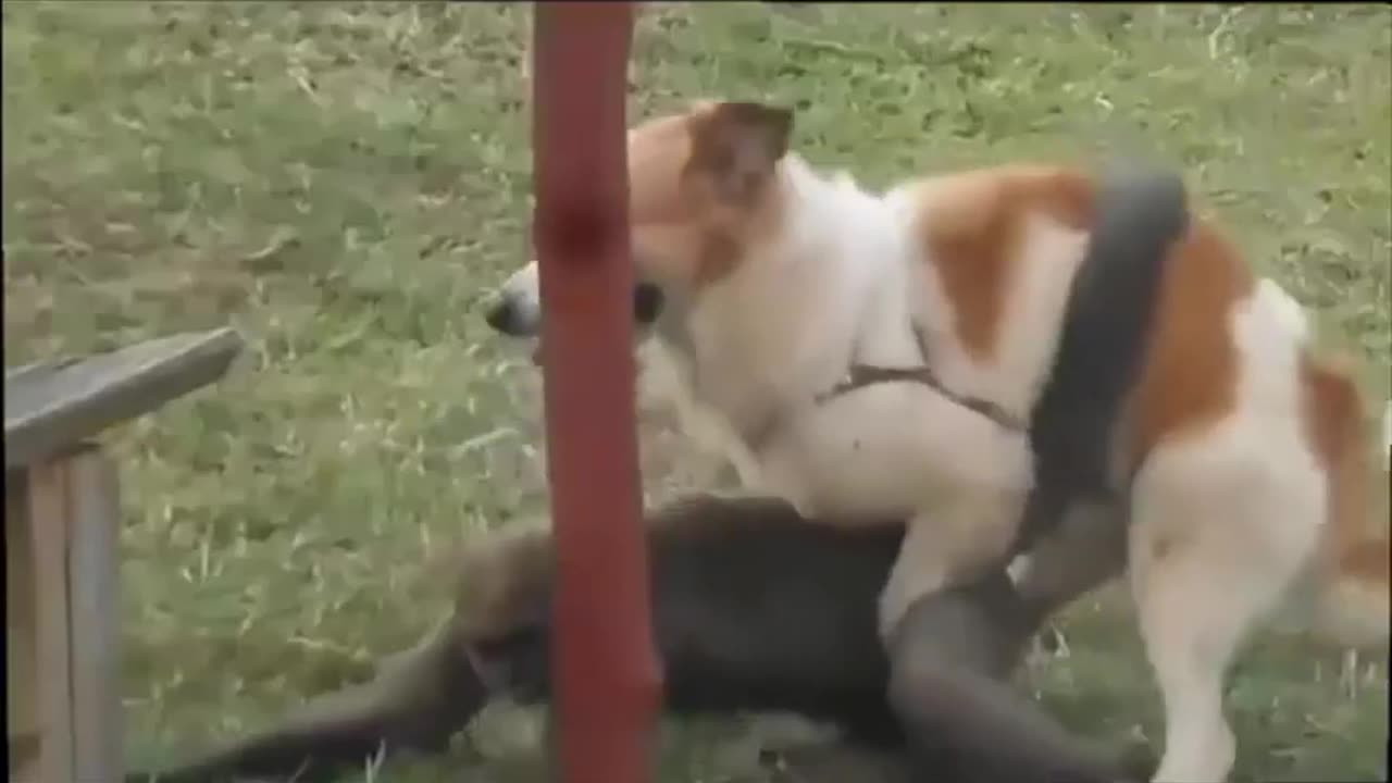 funny dog mate with monkeys strange dog mate with monkeys