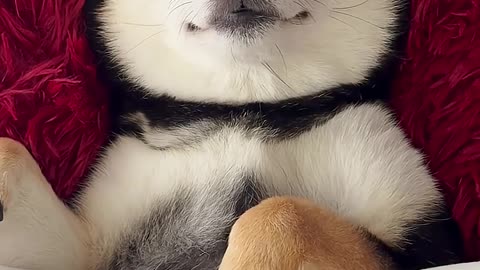 ASMR | Manyu Daily SPA Care - Lady in Red