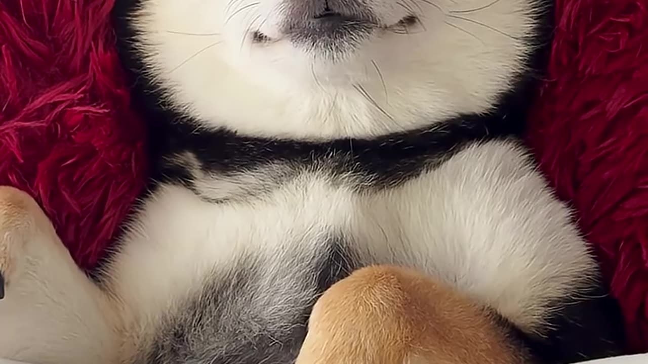 ASMR | Manyu Daily SPA Care - Lady in Red