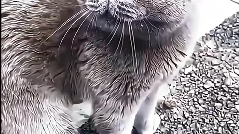 Funny cats #03
