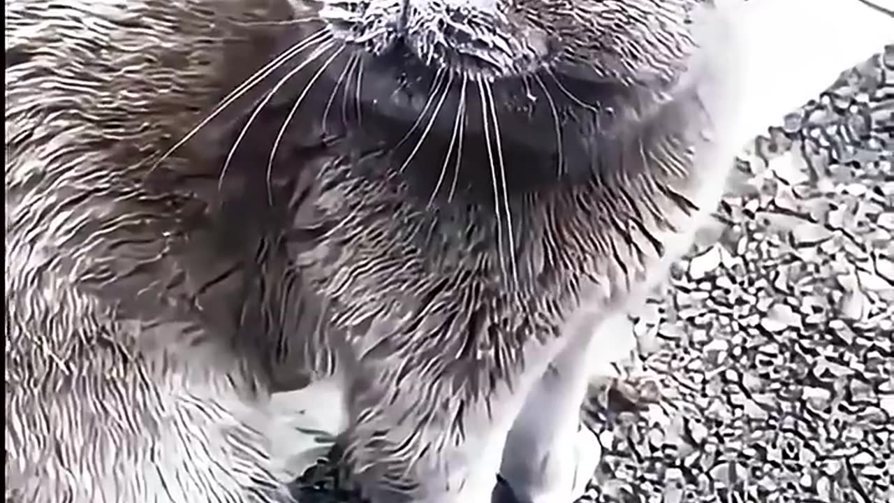 Funny cats #03