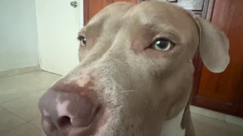 Trying to Adjust My Dog's Lips