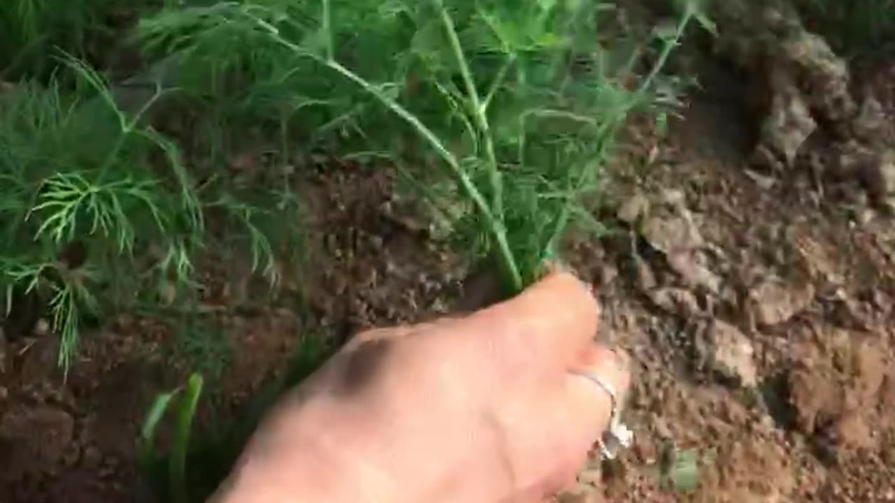 This is how dill is harvested.