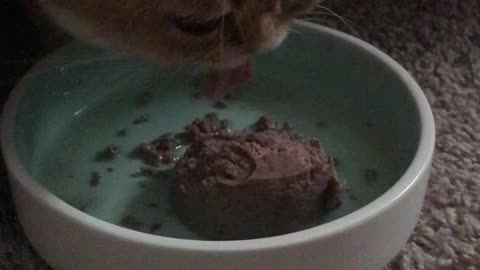 Hungry cat