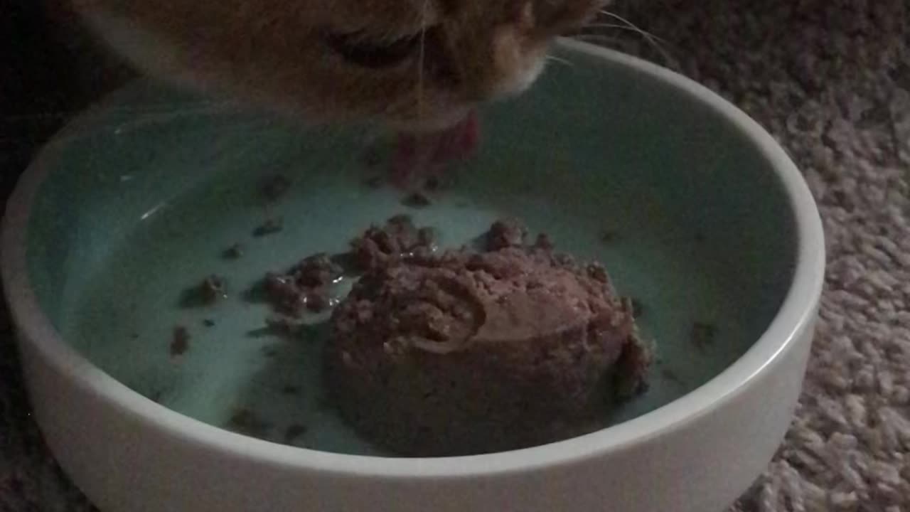 Hungry cat