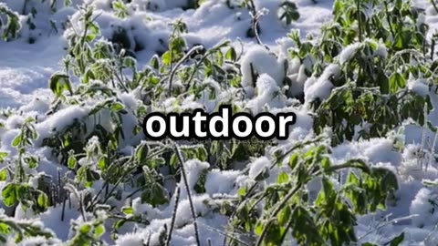 Frost Alert in Illinois: Protect Your Plants