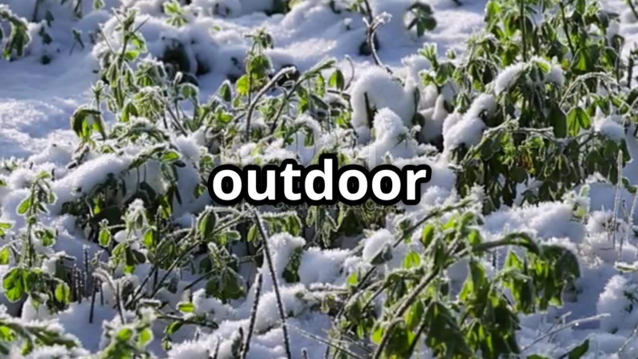 Frost Alert in Illinois: Protect Your Plants