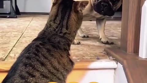 TALKING THE TALK😂 SUNDAY 1/25/26