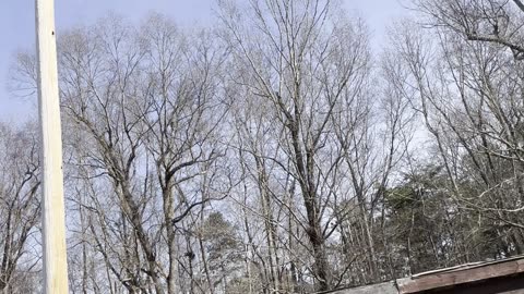 Raspberry Kush (Hybrid) - Vine & Branch Botanicals 2G Preroll