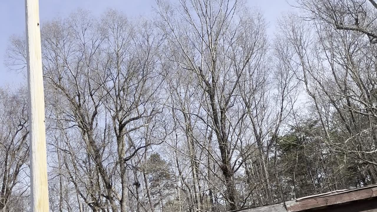 Raspberry Kush (Hybrid) - Vine & Branch Botanicals 2G Preroll