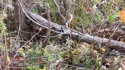 Hairy woodpecker searching in the brush