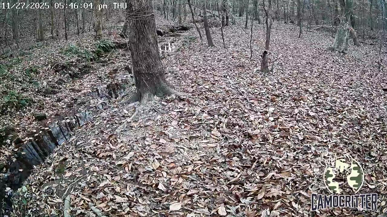CamoCritter Critter Cam Live Stream
