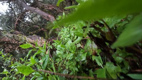 Trippin through the forest in Quebrada Llaca