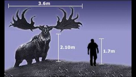 Fisherian Runaway The Tale of the Irish Elk and the Human Male
