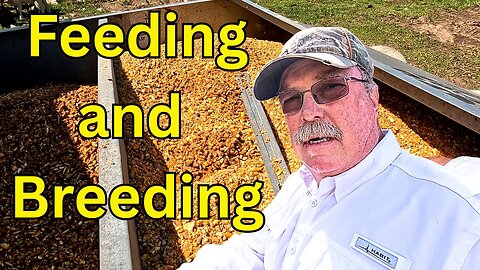 Feeding and Breeding Sheep