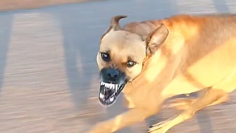 Damn Nature You Scary - WILD Animal Encounters