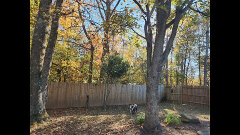 Puppies with New Toys