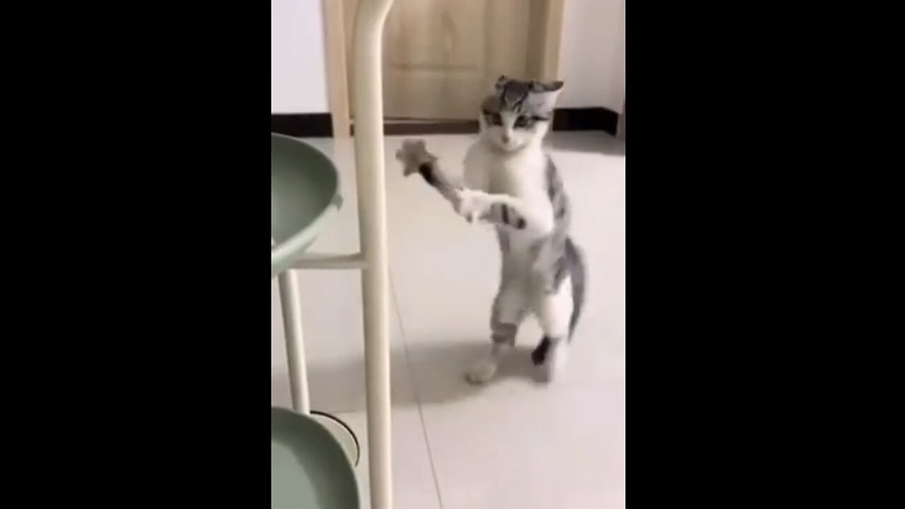 IT's CATURDAY!!