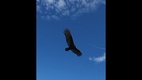 🦅 Overjoyed - Stevie Wonder 🦅