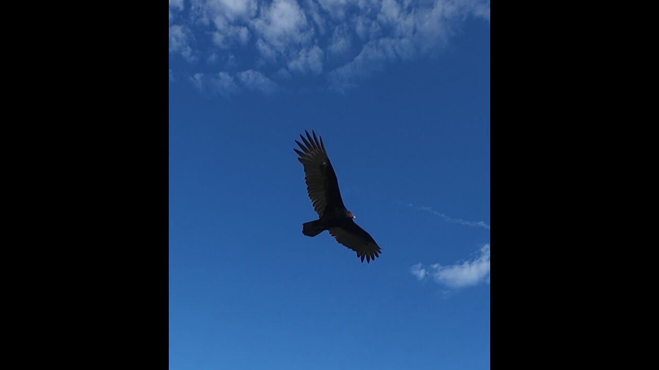 🦅 Overjoyed - Stevie Wonder 🦅