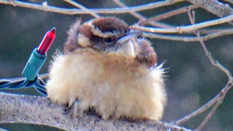 Wren